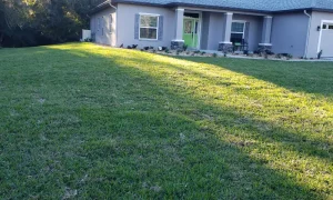 How to Keep Your Lawn Healthy in Florida’s Climate: Watering, Fertilizing, and Mowing Tips